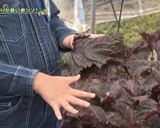 JA洞爺湖町　赤シソ①万能シソ油味噌作り方9写真