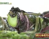 JA洞爺湖町　赤シソ②シソ味噌アスパラ巻作り方3写真