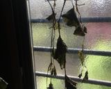 ドクダミ茶作り方1写真