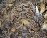 糸こんにゃくと舞茸の甘辛炒め【作り置き】作り方3写真