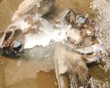 クロソイの煮付け(アラ)作り方2写真