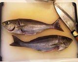 イサキの3枚おろし作り方12写真