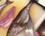 イサキの3枚おろし作り方17写真
