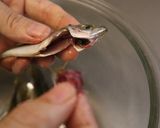 何匹でも食べられる！小アジの唐揚げ作り方4写真