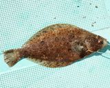 ミズクサガレイの刺身作り方1写真