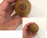キウイ☆ピーラーで簡単な皮のむき方作り方1写真