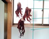絶品おつまみ！ 茹でたタコを干したやつ作り方8写真