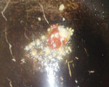 粗挽き肉が旨いｯ！コク旨麻婆豆腐作り方4写真