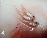 どこまで乾かす？ ホッケのみりん干し作り方7写真