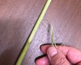 谷中生姜の茎の甘酢漬け作り方1写真