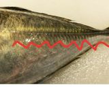 子供も大好き釣りアジのふわふわアジフライ作り方1写真