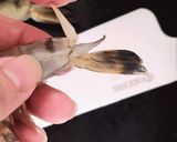 我が家の美味しいエビチリ作り方2写真