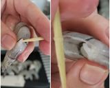 我が家の美味しいエビチリ作り方4写真