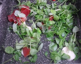 豆苗とトマトの卵炒め♪作り方3写真