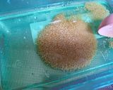 目指せ鼎泰豊の味！髪にいいキクラゲ酢の物作り方3写真