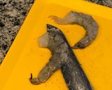 お酒泥棒！エビのパンチェター巻き作り方1写真