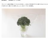 堀口家の野菜の保存の仕方作り方6写真
