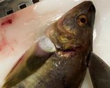 「基本」ホッケの背開き作り方5写真