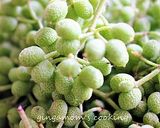 実山椒ハニー作り方13写真