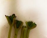 旬の破竹と山蕗の天ぷら♡胡麻油でサクサク作り方2写真