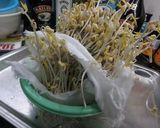 3日間で育つ「楽しい自家製もやしレシピ」作り方9写真