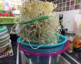 3日間で育つ「楽しい自家製もやしレシピ」作り方18写真