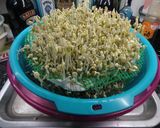 3日間で育つ「楽しい自家製もやしレシピ」作り方13写真