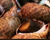 簡単！やみつき！バイ貝（貝類）の煮付け作り方11写真