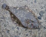 マコガレイの湯引き作り方1写真