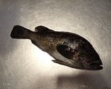 クロソイの炙り刺し作り方1写真