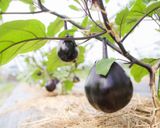 鶏肉と野菜のトマト煮込み作り方12写真