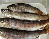 川魚の塩焼き作り方1写真