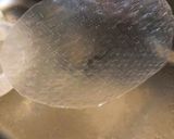 生春巻き(キウイ入り)作り方3写真