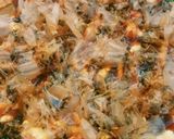 最強に苦くないエンダイブのお好み焼き作り方5写真