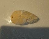 米粉のバターロール作り方6写真