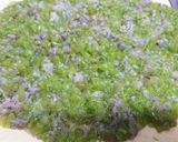 みずのたたき作り方4写真