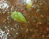 基本のキーマカレー作り方21写真