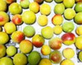 長期保存も可能な、梅ジュース作り方1写真