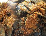 道場さん流カツオ醤油で作るふりかけ作り方5写真