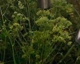 ハーブの茎の活用法　ハーブビネガー♪作り方1写真
