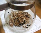 ゴーヤ茶作り方6写真