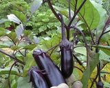 我が家の山形なす漬け作り方1写真