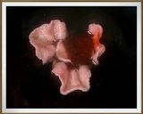 揚げるダケ海老せん止められ無い止まらない作り方4写真