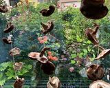 安い生椎茸見つけたら干し椎茸作ろう！作り方3写真