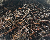 ごはんがすすむ ひじきのそぼろ煮作り方1写真