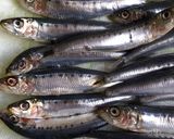 鰯の塩辛（仕込中！）作り方1写真