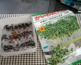 かいわれ大根と岩塩のおかゆ作り方1写真