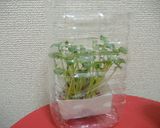 かいわれ大根と岩塩のおかゆ作り方4写真