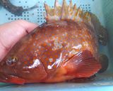 アコ(キジハタ)の卵の煮付け作り方1写真