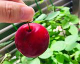プラムジャム作り方1写真